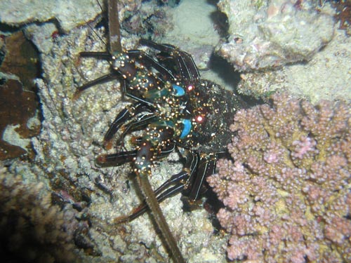 red sea spiny lobster.jpg